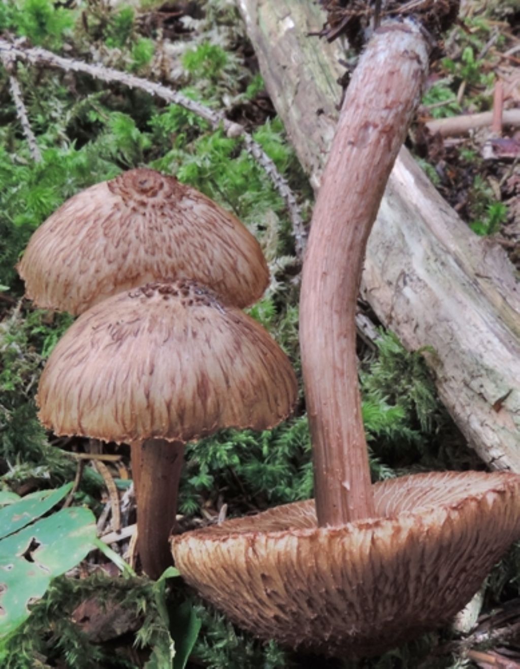 Una inocybe bellissima